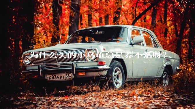 为什么买的小乌龟总是养不活呀？